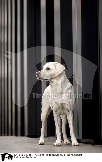 Labrador Retriever / Labrador Retriever / SIB-01715