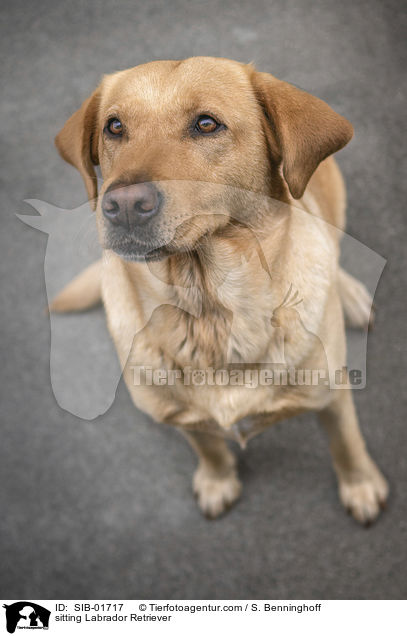 sitzender Labrador Retriever / sitting Labrador Retriever / SIB-01717