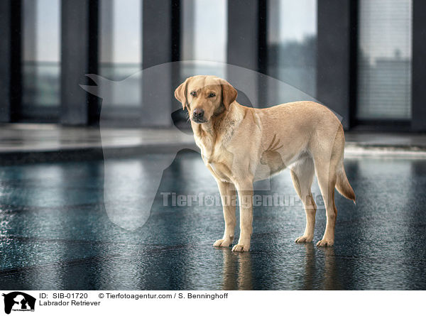 Labrador Retriever / Labrador Retriever / SIB-01720