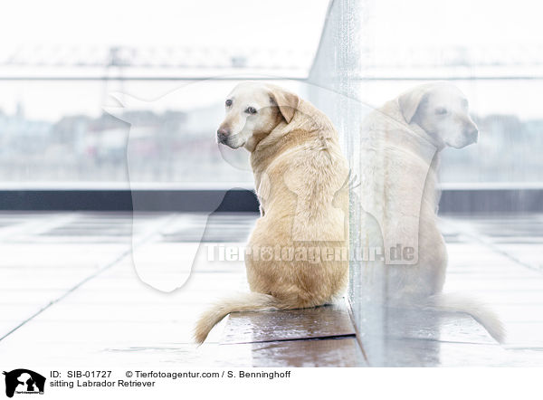 sitzender Labrador Retriever / sitting Labrador Retriever / SIB-01727
