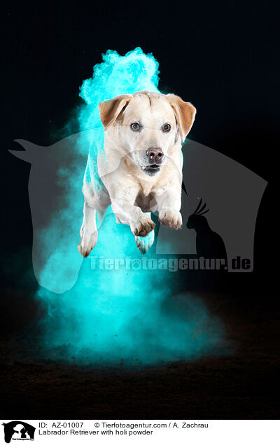 Labrador Retriever mit Holi Pulver / Labrador Retriever with holi powder / AZ-01007