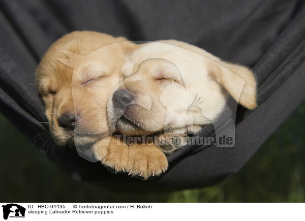 schlafende Labrador Retriever Welpen / sleeping Labrador Retriever puppies / HBO-04435