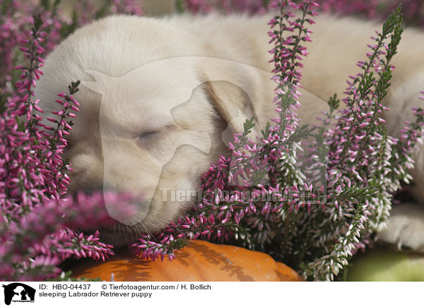 schlafender Labrador Retriever Welpe / sleeping Labrador Retriever puppy / HBO-04437