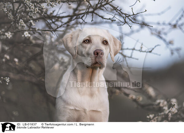 blonder Labrador Retriever / blonde Labrador Retriever / LB-01837