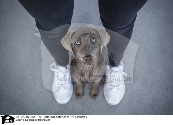 junger Labrador Retriever / young Labrador Retriever / NC-02082