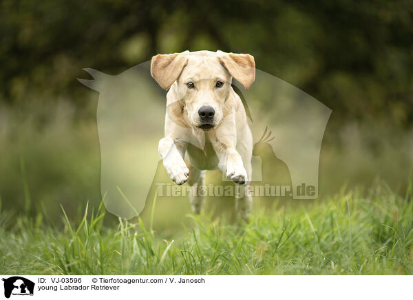 junger Labrador Retriever / young Labrador Retriever / VJ-03596