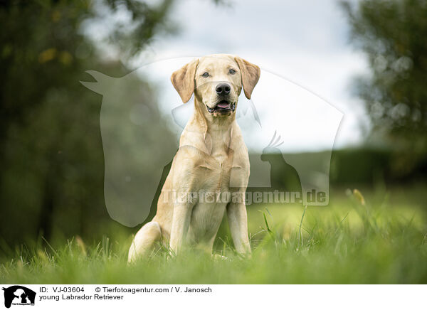 junger Labrador Retriever / young Labrador Retriever / VJ-03604