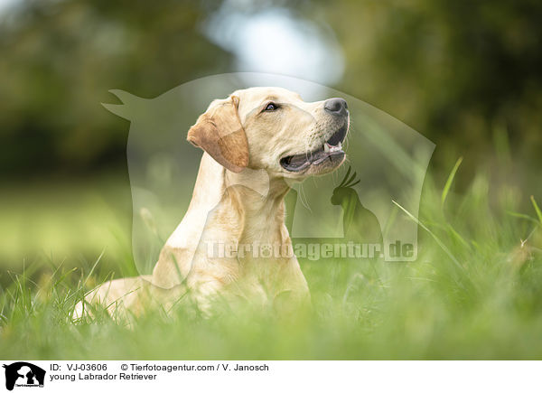 junger Labrador Retriever / young Labrador Retriever / VJ-03606