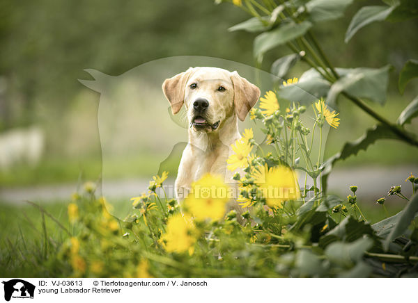 junger Labrador Retriever / young Labrador Retriever / VJ-03613