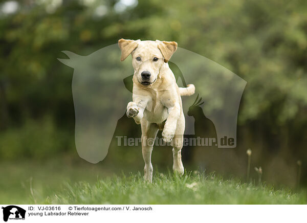 junger Labrador Retriever / young Labrador Retriever / VJ-03616