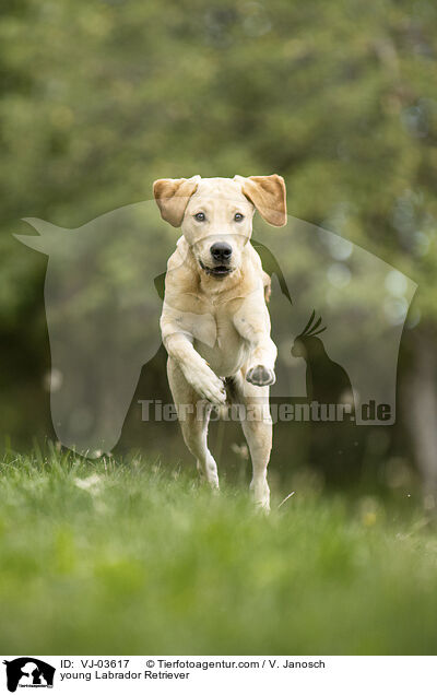 junger Labrador Retriever / young Labrador Retriever / VJ-03617