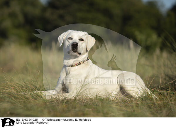 liegender Labrador Retriever / lying Labrador Retriever / EHO-01925