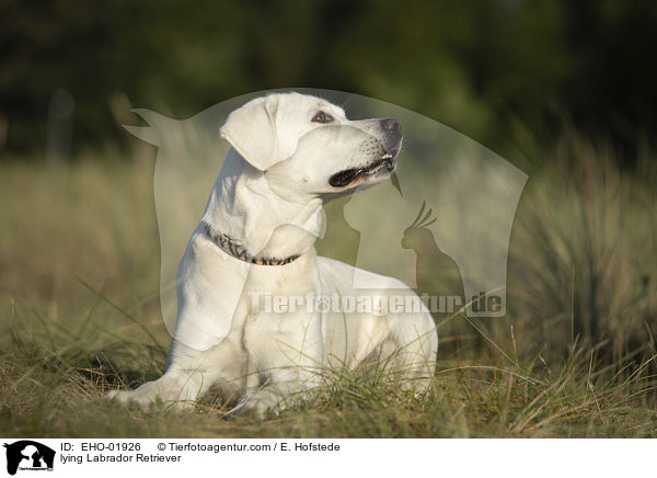 liegender Labrador Retriever / lying Labrador Retriever / EHO-01926