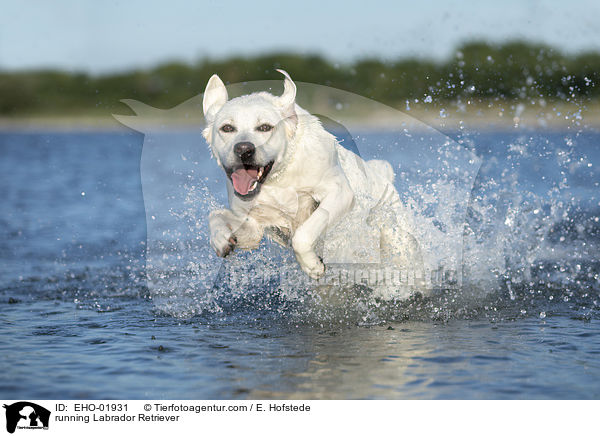 rennender Labrador Retriever / running Labrador Retriever / EHO-01931