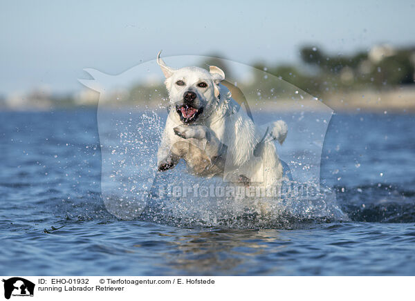 rennender Labrador Retriever / running Labrador Retriever / EHO-01932