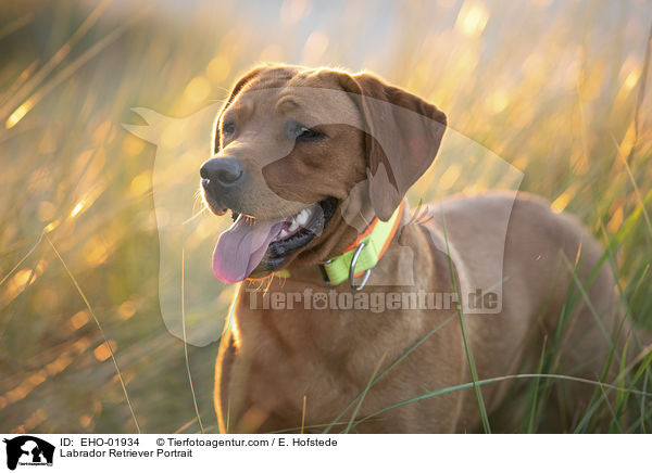 Labrador Retriever Portrait / Labrador Retriever Portrait / EHO-01934