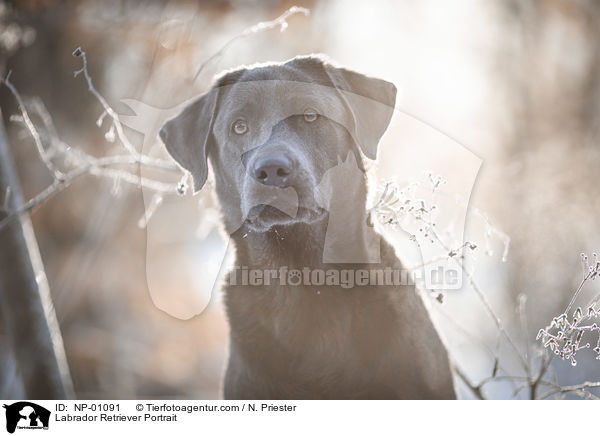 Labrador Retriever Portrait / Labrador Retriever Portrait / NP-01091