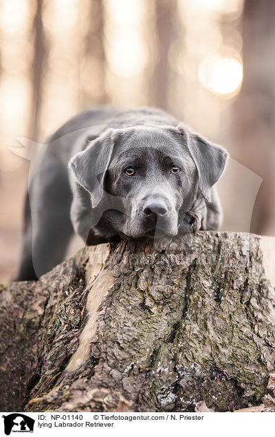 liegender Labrador Retriever / lying Labrador Retriever / NP-01140