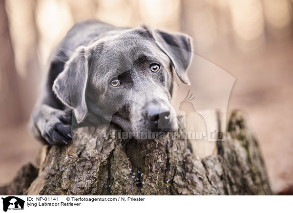 liegender Labrador Retriever / lying Labrador Retriever / NP-01141