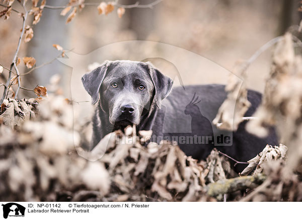 Labrador Retriever Portrait / Labrador Retriever Portrait / NP-01142