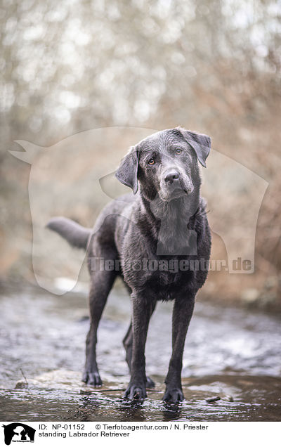 stehender Labrador Retriever / standing Labrador Retriever / NP-01152