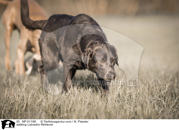 laufender Labrador Retriever / walking Labrador Retriever / NP-01166