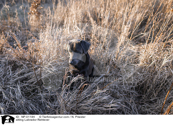 sitzender Labrador Retriever / sitting Labrador Retriever / NP-01184