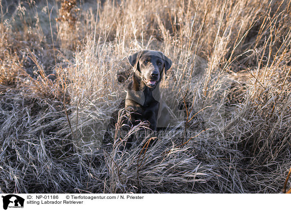 sitzender Labrador Retriever / sitting Labrador Retriever / NP-01186