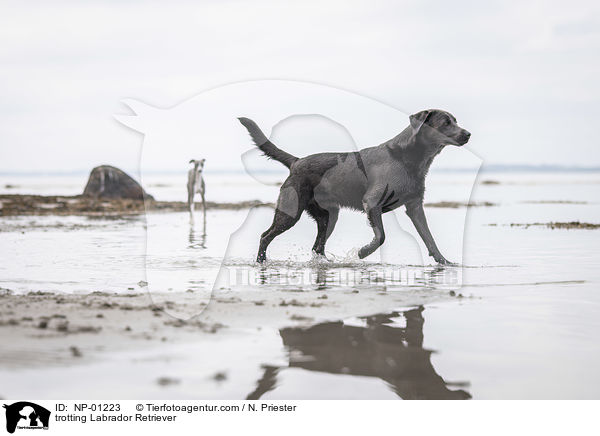 trabender Labrador Retriever / trotting Labrador Retriever / NP-01223