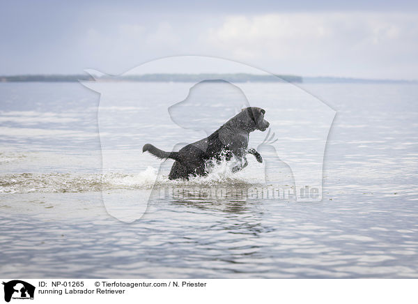 rennender Labrador Retriever / running Labrador Retriever / NP-01265