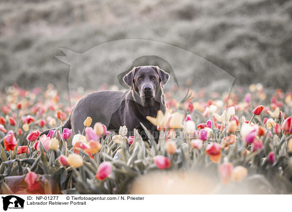 Labrador Retriever Portrait / Labrador Retriever Portrait / NP-01277