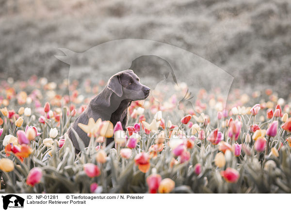 Labrador Retriever Portrait / Labrador Retriever Portrait / NP-01281