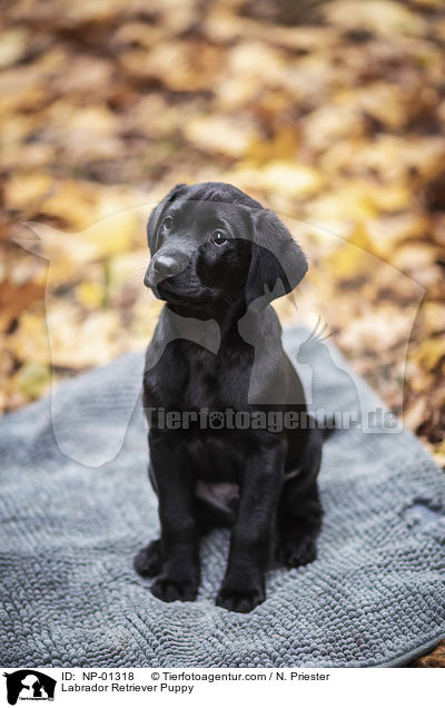 Labrador Retriever Welpe / Labrador Retriever Puppy / NP-01318