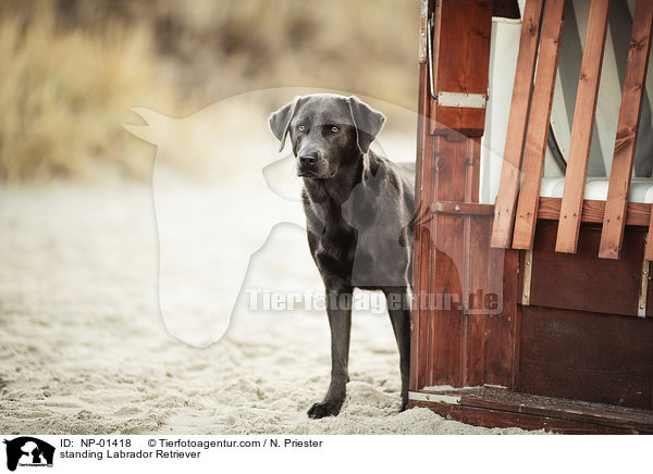 stehender Labrador Retriever / standing Labrador Retriever / NP-01418