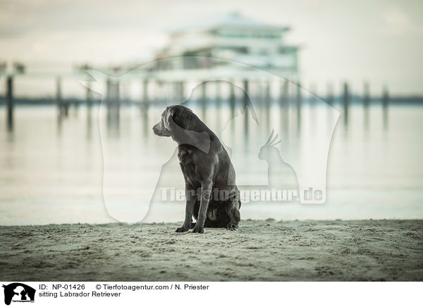 sitzender Labrador Retriever / sitting Labrador Retriever / NP-01426