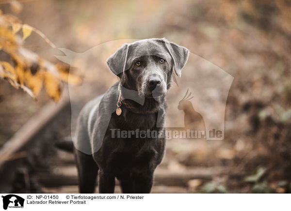 Labrador Retriever Portrait / Labrador Retriever Portrait / NP-01450