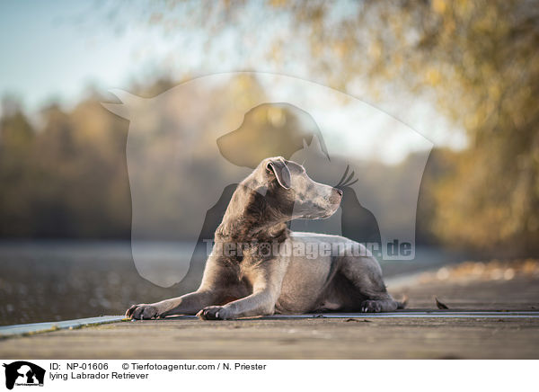 liegender Labrador Retriever / lying Labrador Retriever / NP-01606