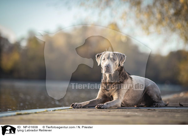 liegender Labrador Retriever / lying Labrador Retriever / NP-01608