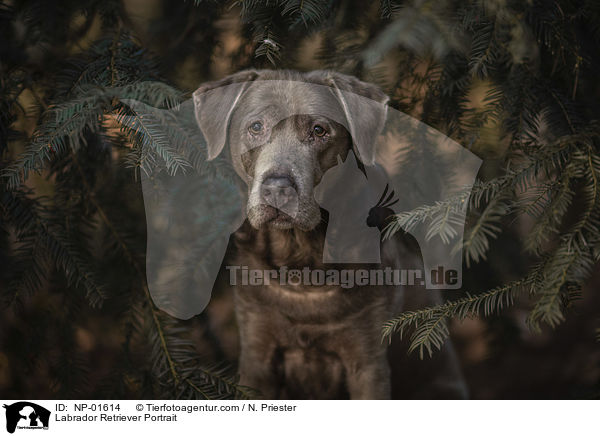 Labrador Retriever Portrait / Labrador Retriever Portrait / NP-01614