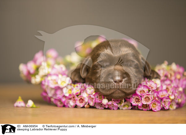 schlafender Labrador Retriever Welpe / sleeping Labrador Retriever Puppy / AM-06954