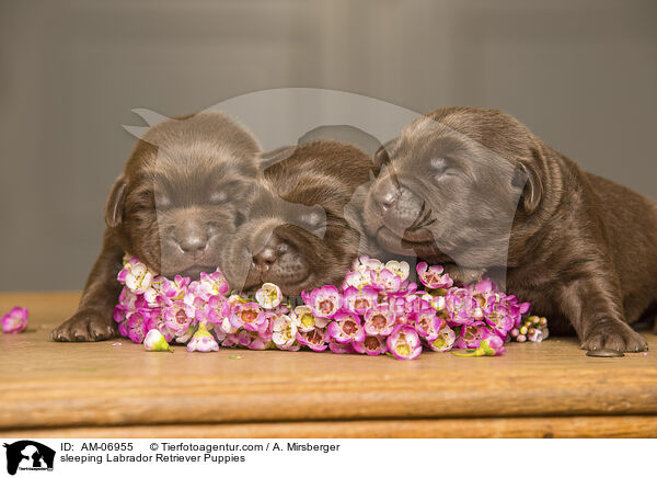 schlafende Labrador Retriever Welpen / sleeping Labrador Retriever Puppies / AM-06955