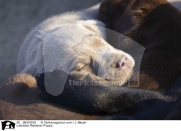 Labrador Retriever Welpe / Labrador Retriever Puppy / JM-03555