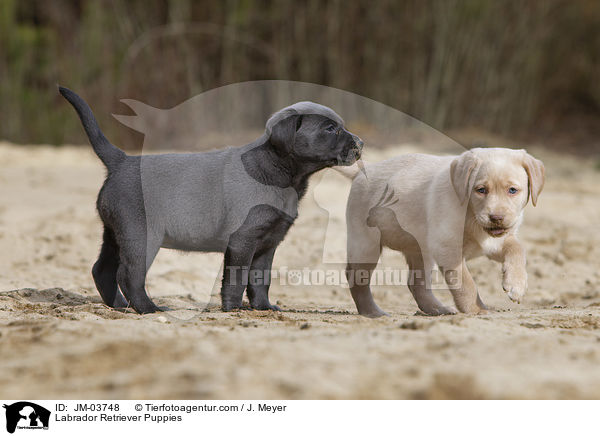 Labrador Retriever Welpen / Labrador Retriever Puppies / JM-03748