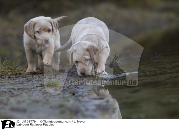 Labrador Retriever Welpen / Labrador Retriever Puppies / JM-03779