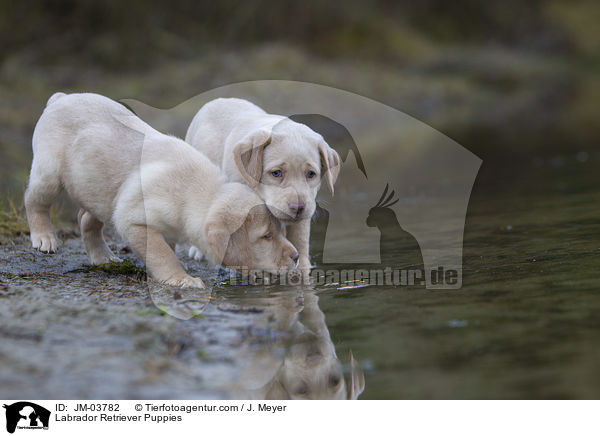 Labrador Retriever Welpen / Labrador Retriever Puppies / JM-03782