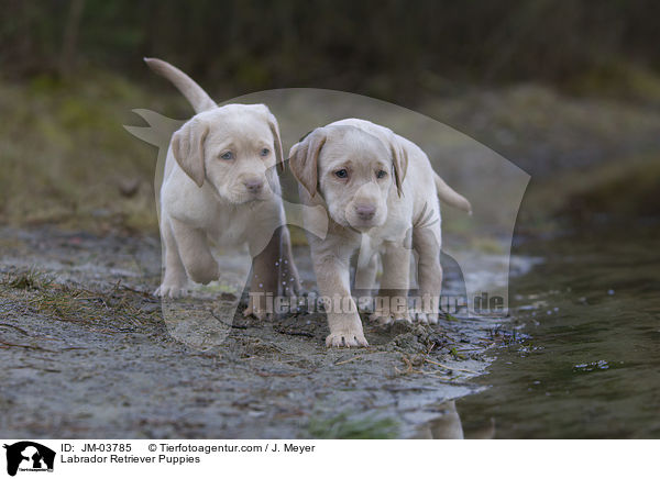 Labrador Retriever Welpen / Labrador Retriever Puppies / JM-03785