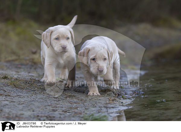 Labrador Retriever Welpen / Labrador Retriever Puppies / JM-03786