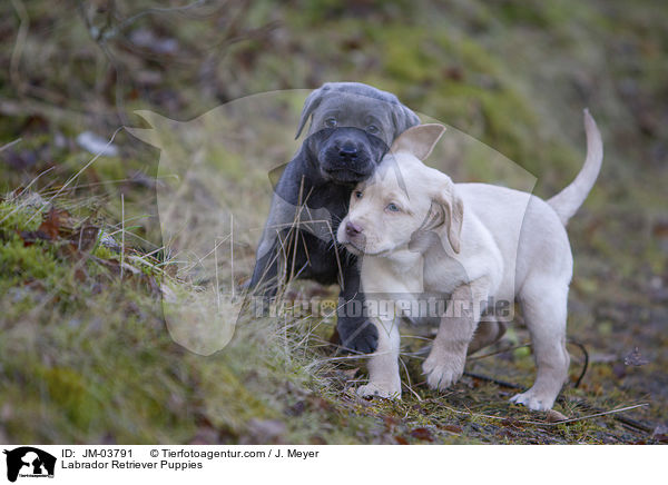 Labrador Retriever Welpen / Labrador Retriever Puppies / JM-03791