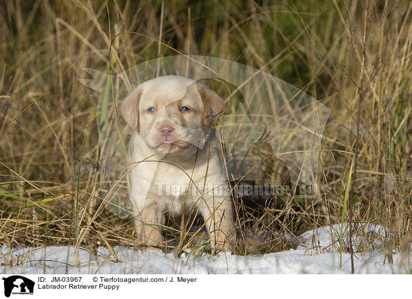 Labrador Retriever Welpe / Labrador Retriever Puppy / JM-03967