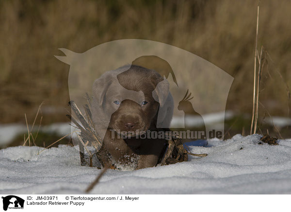 Labrador Retriever Welpe / Labrador Retriever Puppy / JM-03971